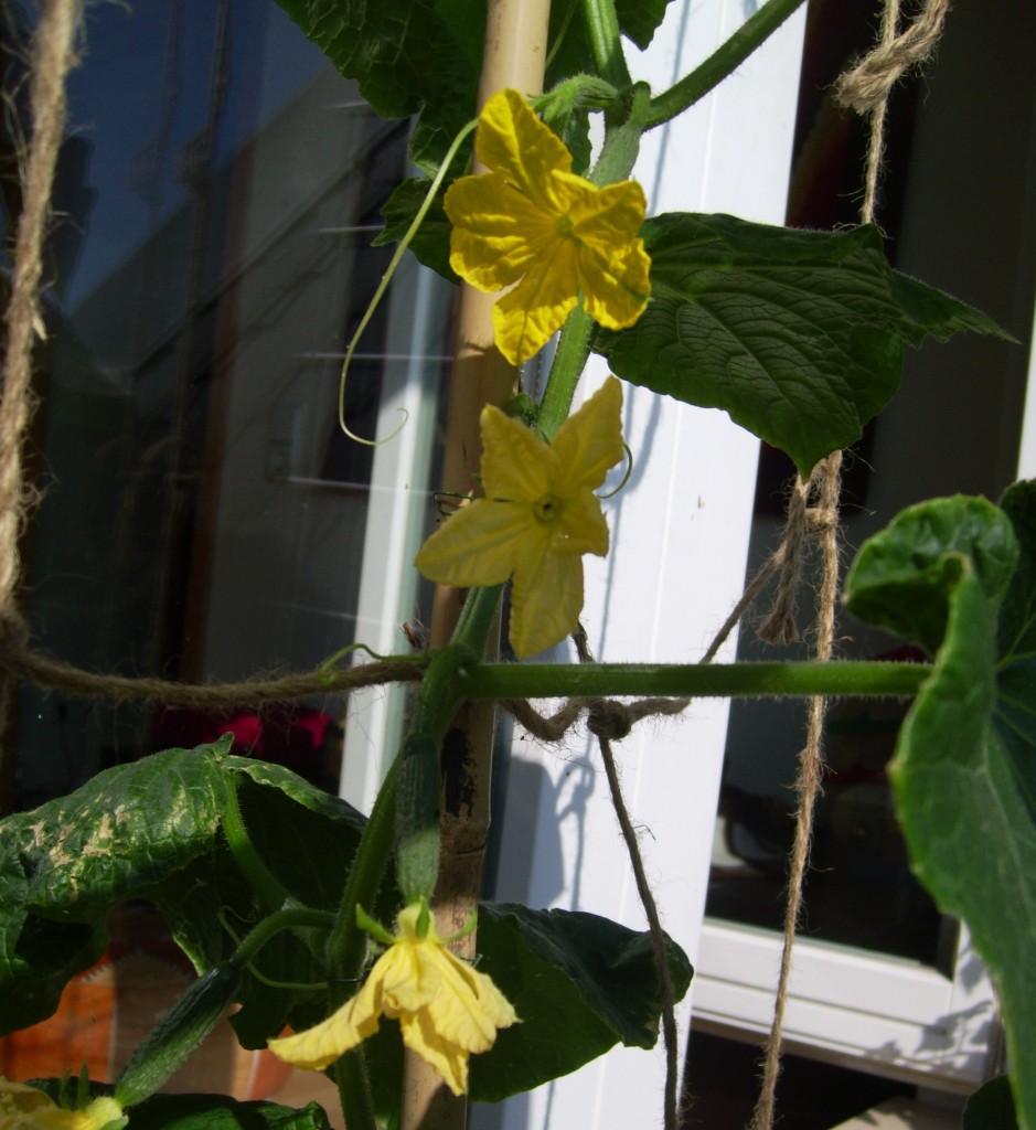 Blüten Blüten
