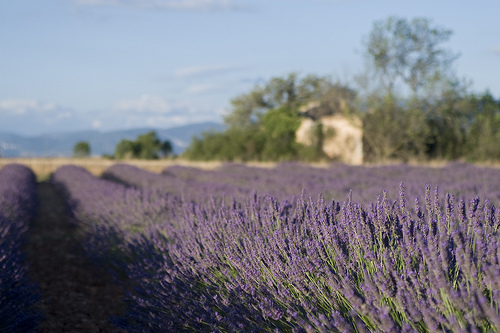 Lavendel