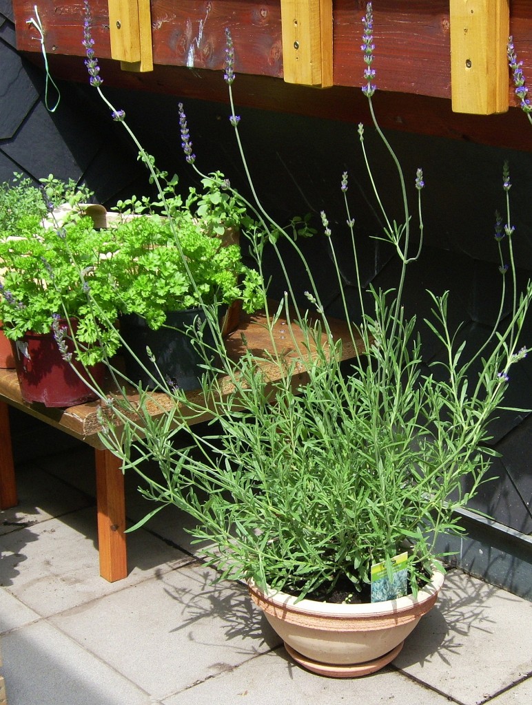 Lavendel auf meinem Balkon Lavendel auf meinem Balkon