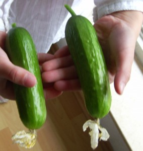 Erste Gurkenernte auf unserem Balkon.