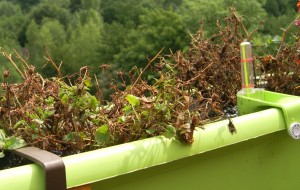 Nur noch braunes Gestrüpp - die Glockenblumen. Nur noch braunes Gestrüpp - die Glockenblumen.