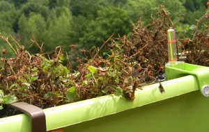 Nur noch braunes Gestrüpp - die Glockenblumen.