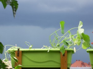 Kapuzinerkresse wartet auf das nächste Gewitter. Kapuzinerkresse wartet auf das nächste Gewitter.