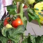 Tomaten