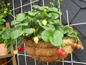 Immertragende hängende Erdbeeren.