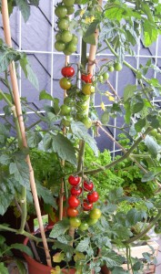 Tomaten