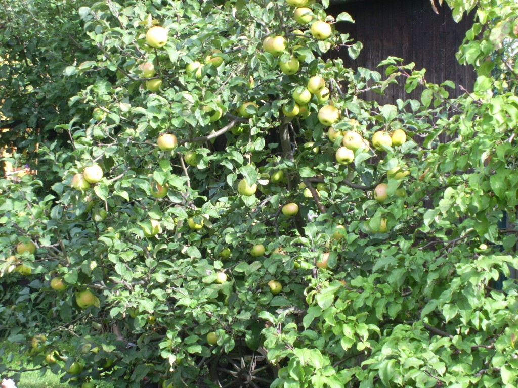 Apfelbaum im Museumsgarten Apfelbaum im Museumsgarten