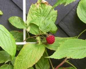 Himbeere im November Himbeere im November