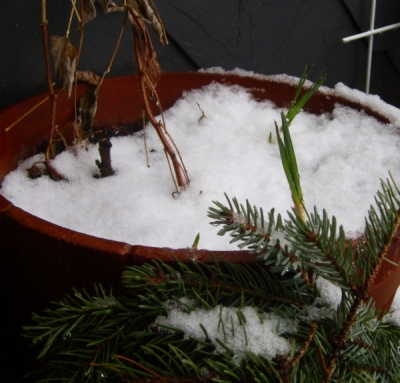 Krokusse im Schnee