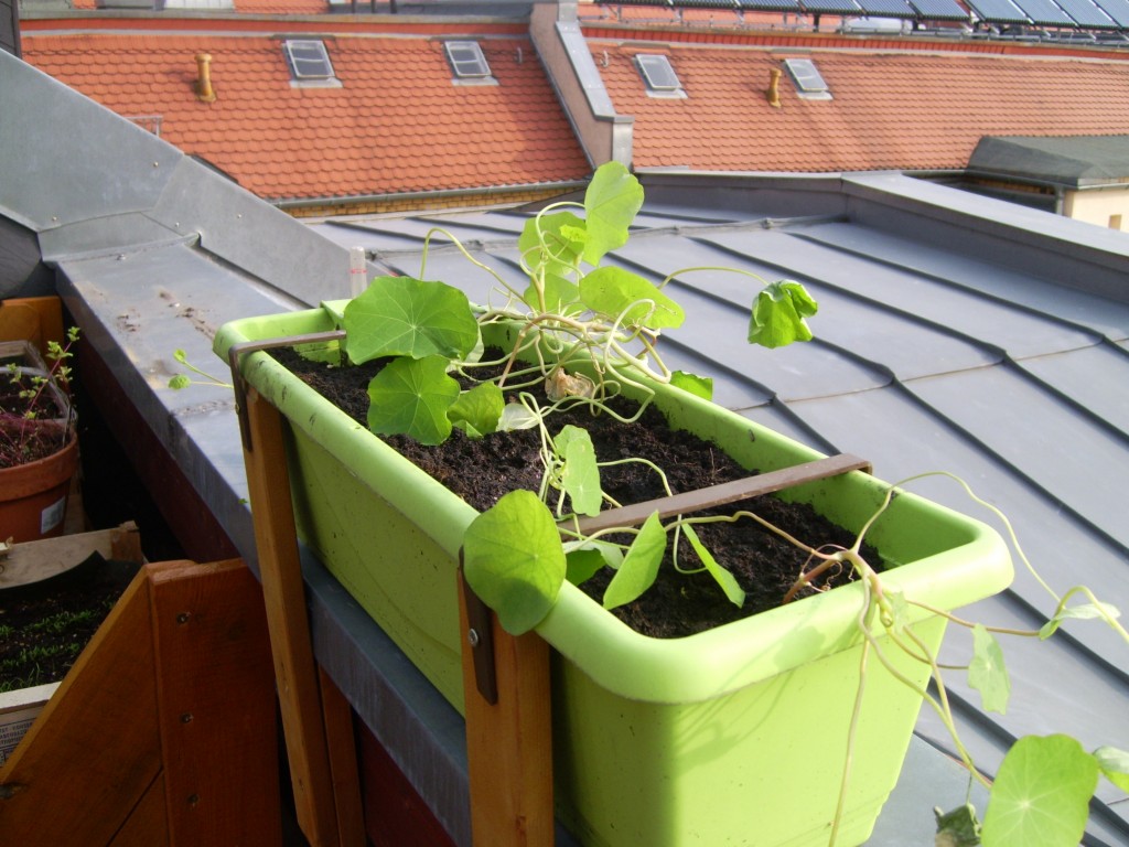 Kapuzinerkresse auf dem Stadtbalkon