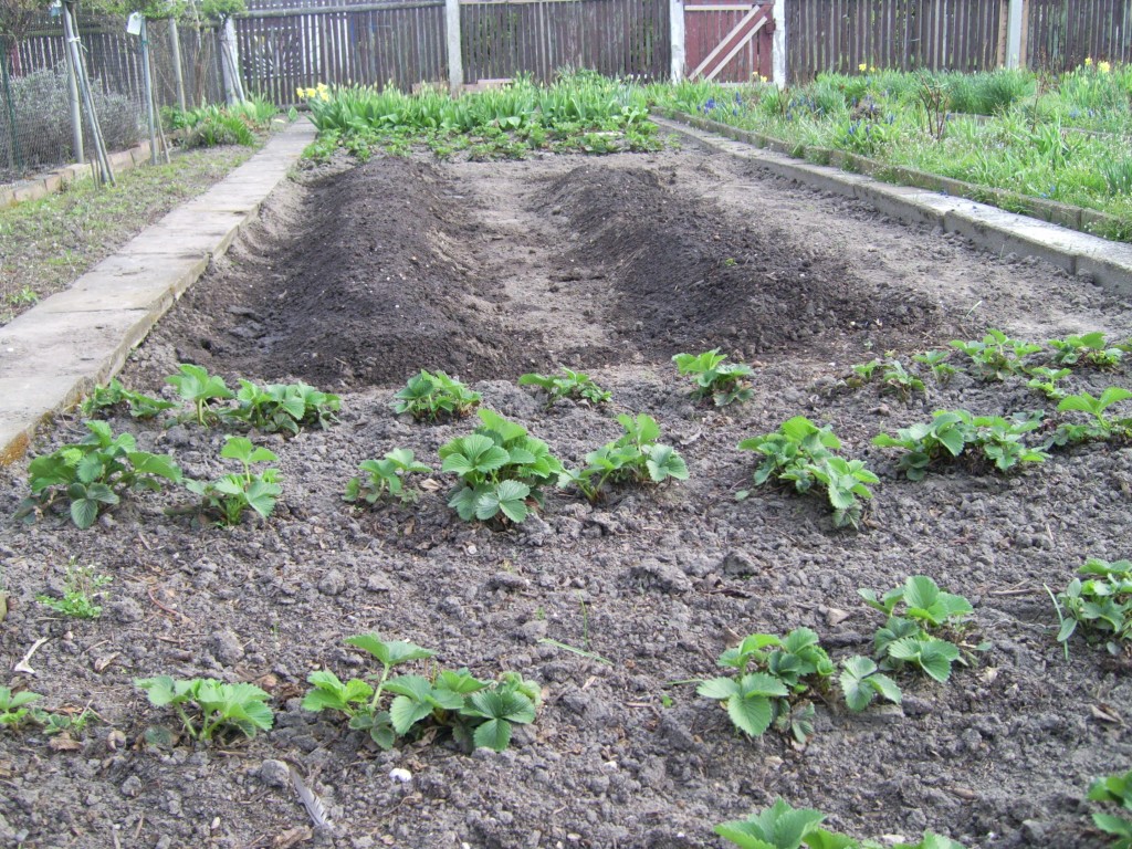 Kartoffelacker und Erdbeeren davor und dahinter Kartoffelacker und Erdbeeren davor und dahinter