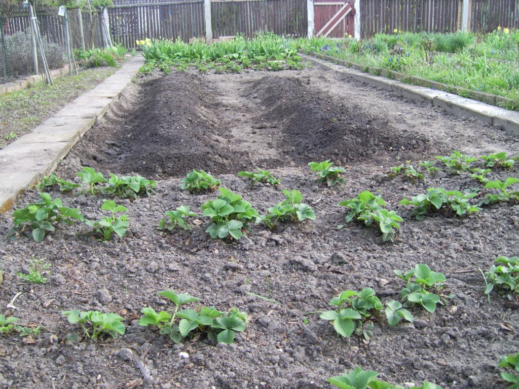 Kartoffelacker und Erdbeeren davor und dahinter