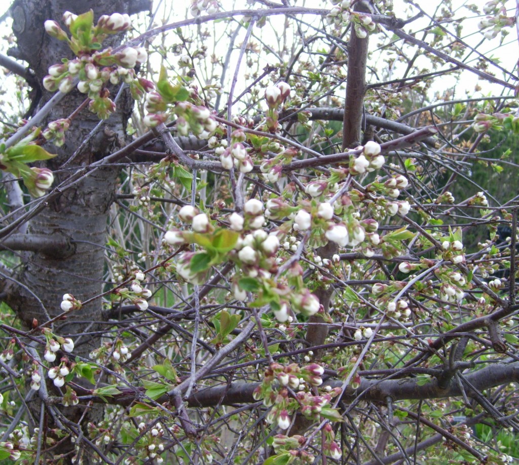 Kirschblüten kurz vorm Aufblühen