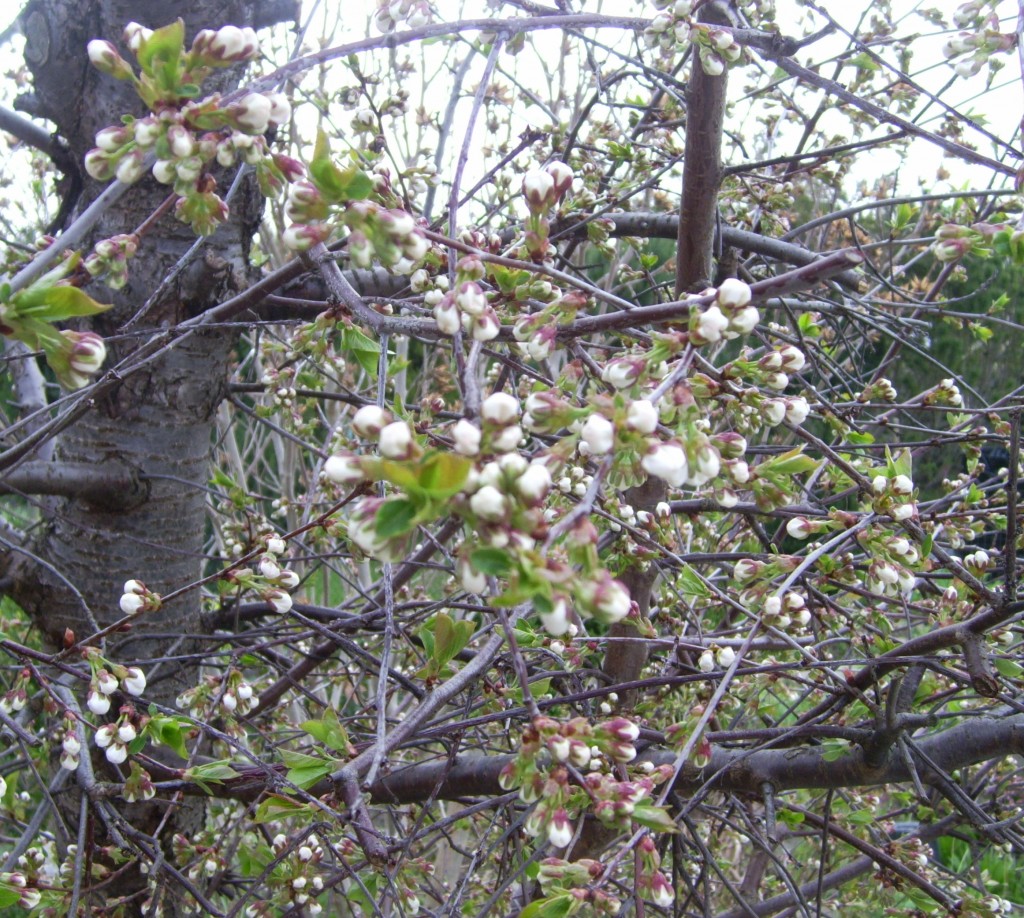 Kirschblüten kurz vorm Aufblühen Kirschblüten kurz vorm Aufblühen