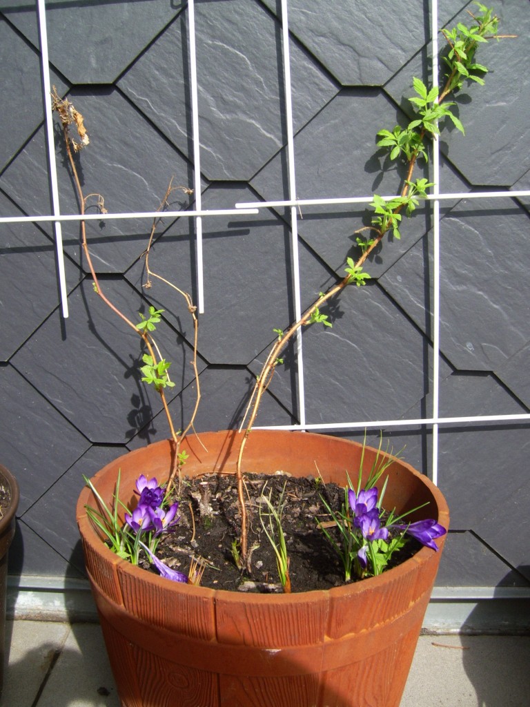 Himbeere auf dem Balkon