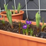 Krokusse auf dem Balkon