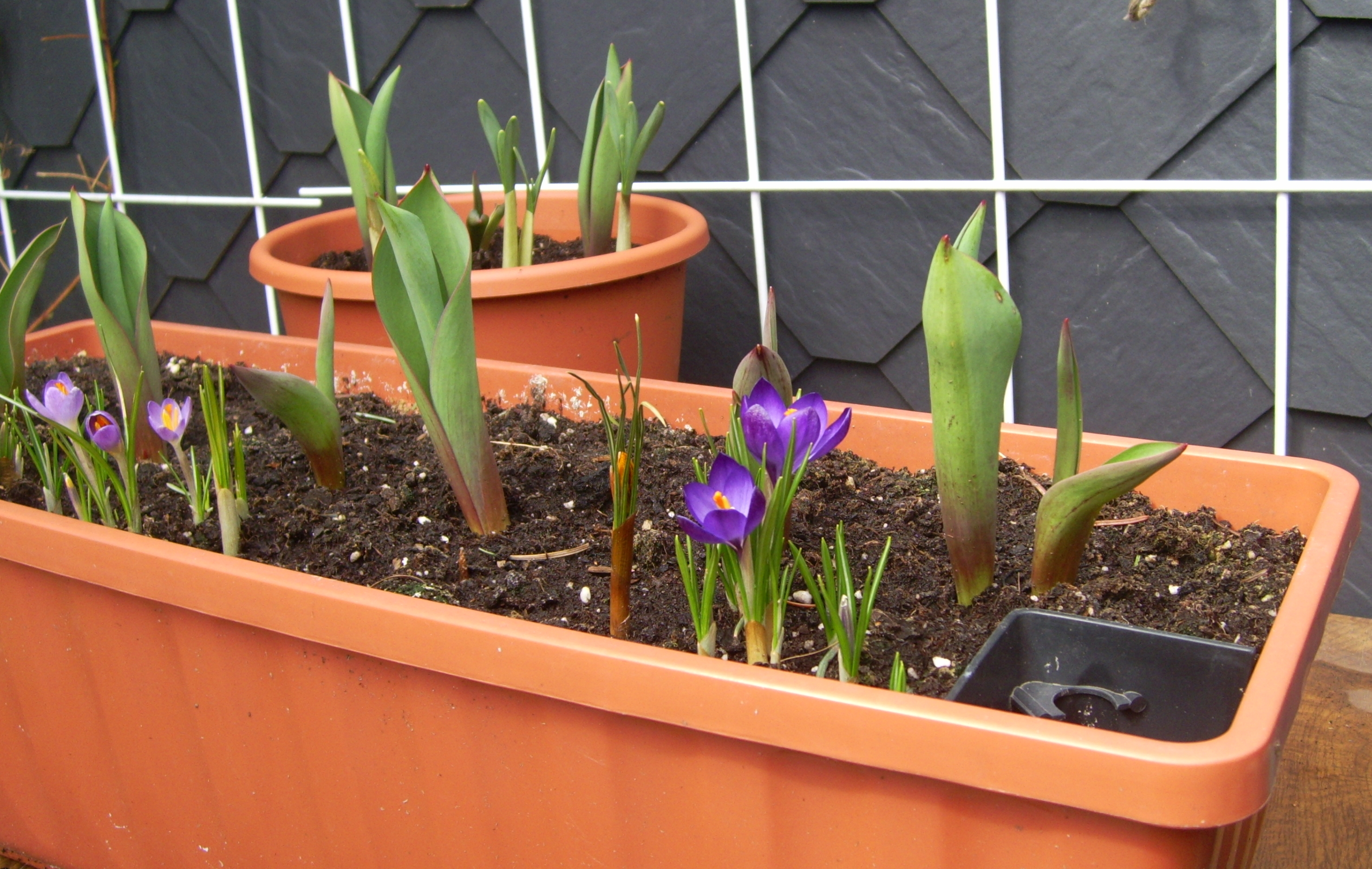 Krokusse auf dem Balkon