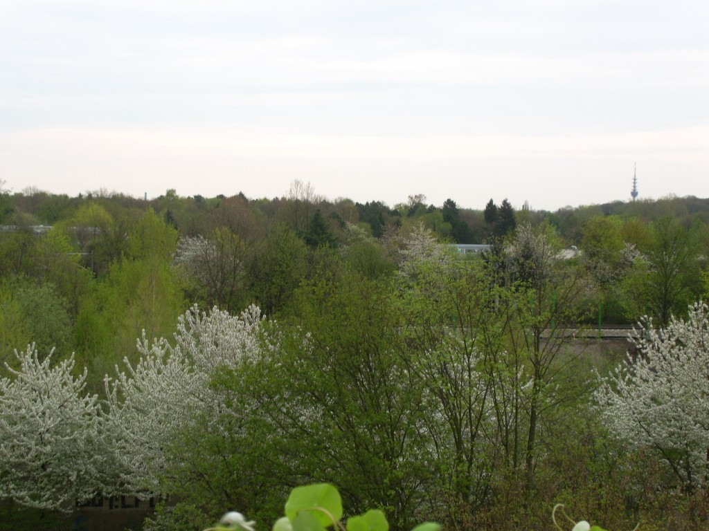 frühlingshafter ausblick erstes Frühlingsgrün