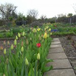 Tulpen
