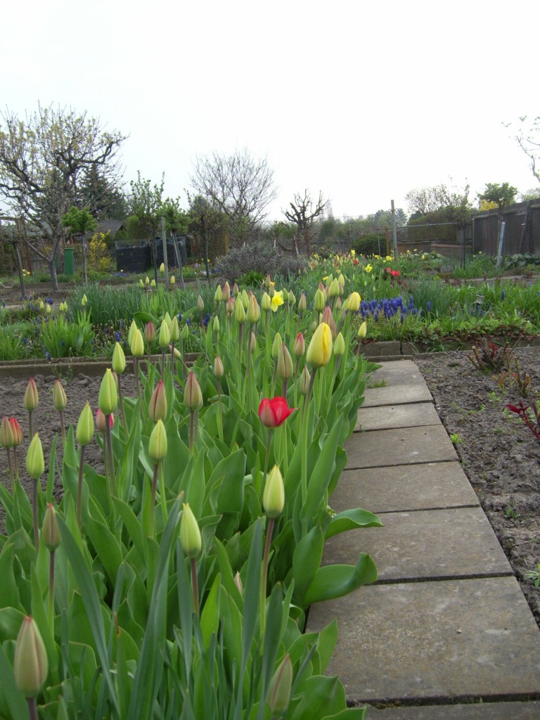 Tulpen Tulpen