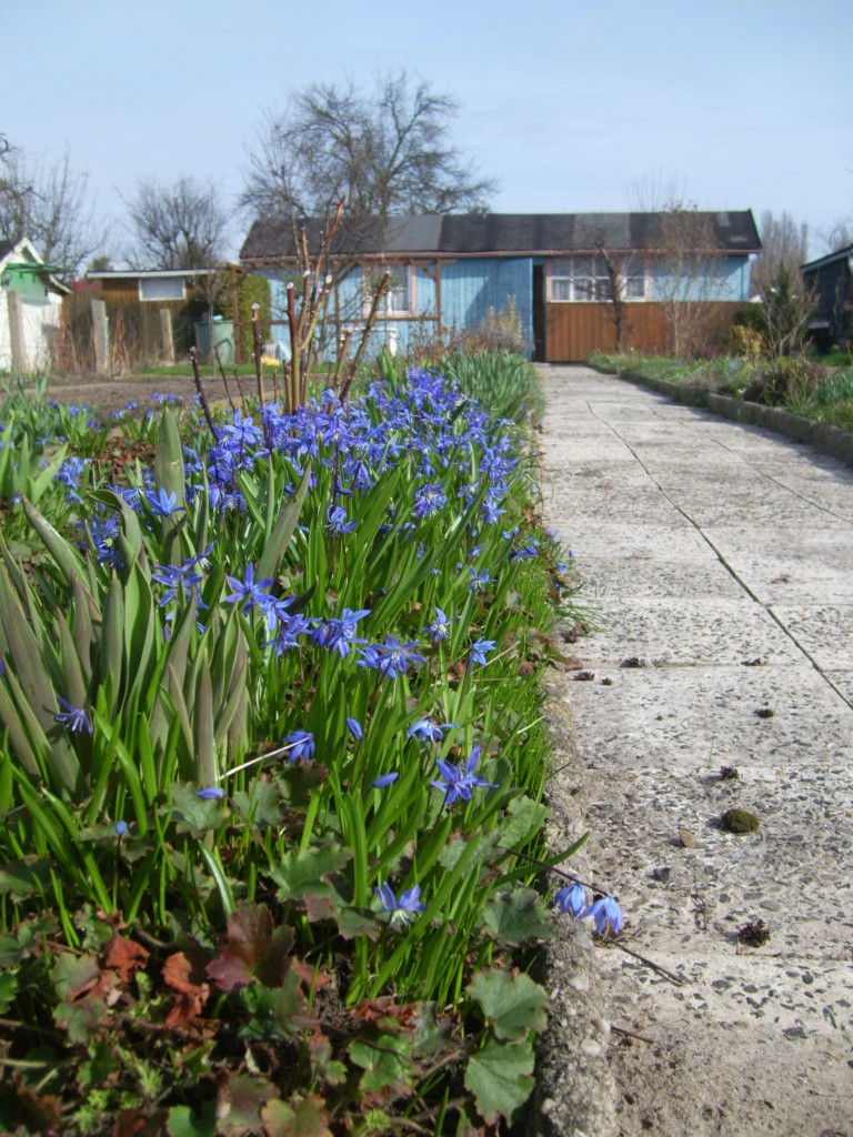 Blaustern, Zilla, Scilla - diese Blume hat viele Namen