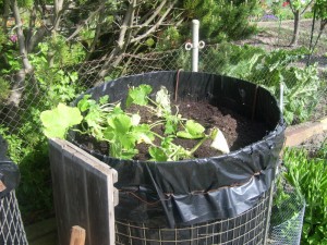 Improvisiertes Hochbeet für die Zucchini