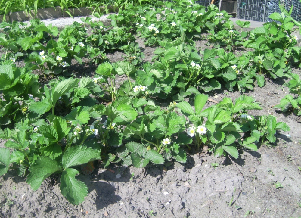 blühende Erdbeeren blühende Erdbeeren