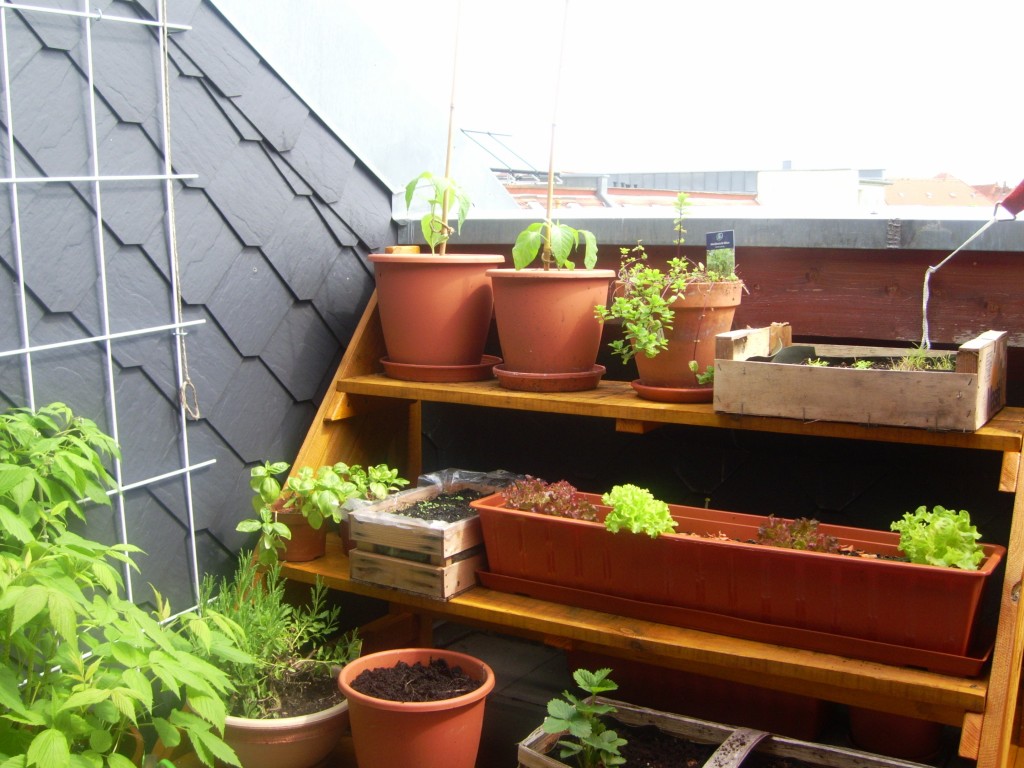 Regal für den Balkon Genug Platz für Gemüse auf einer Pflanztreppe