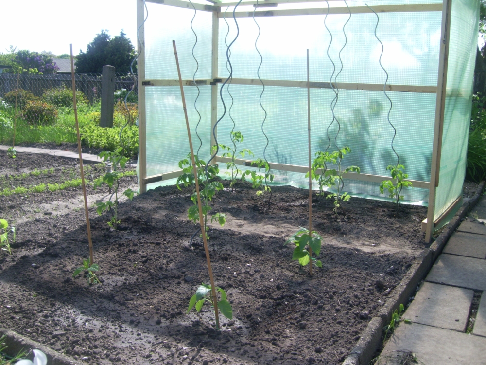 Tomatenzelt Tomaten im Zalt und Paprika