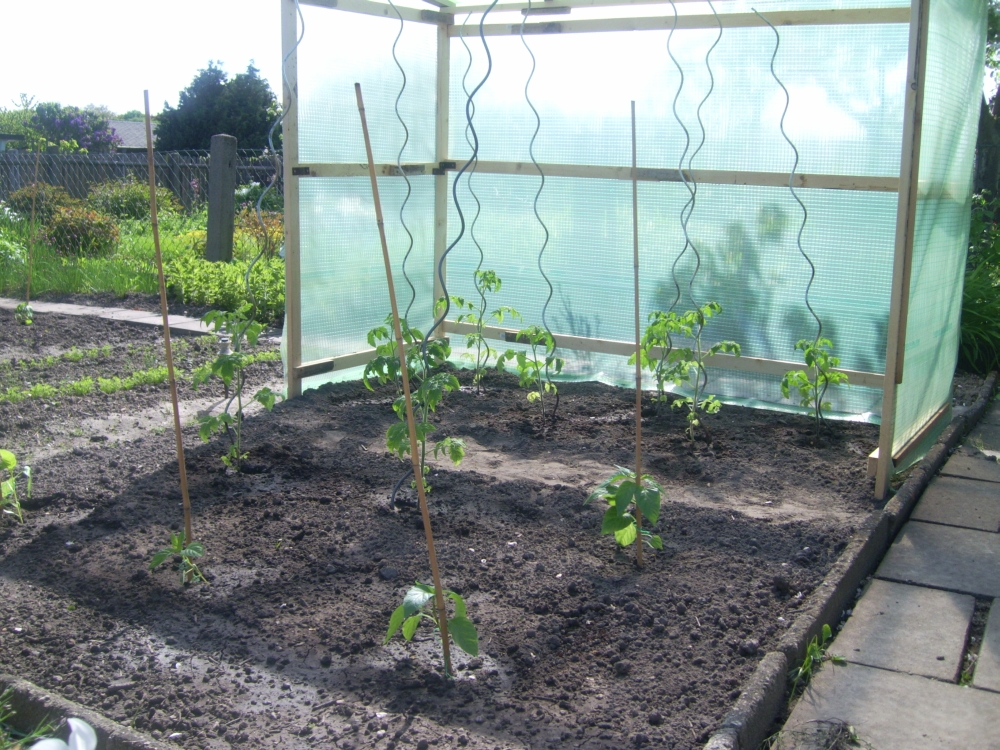 Tomaten im Zalt und Paprika