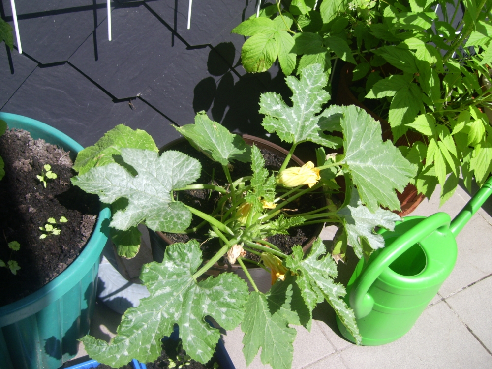 Zucchini Mehltau weiße Flecken auf Blättern