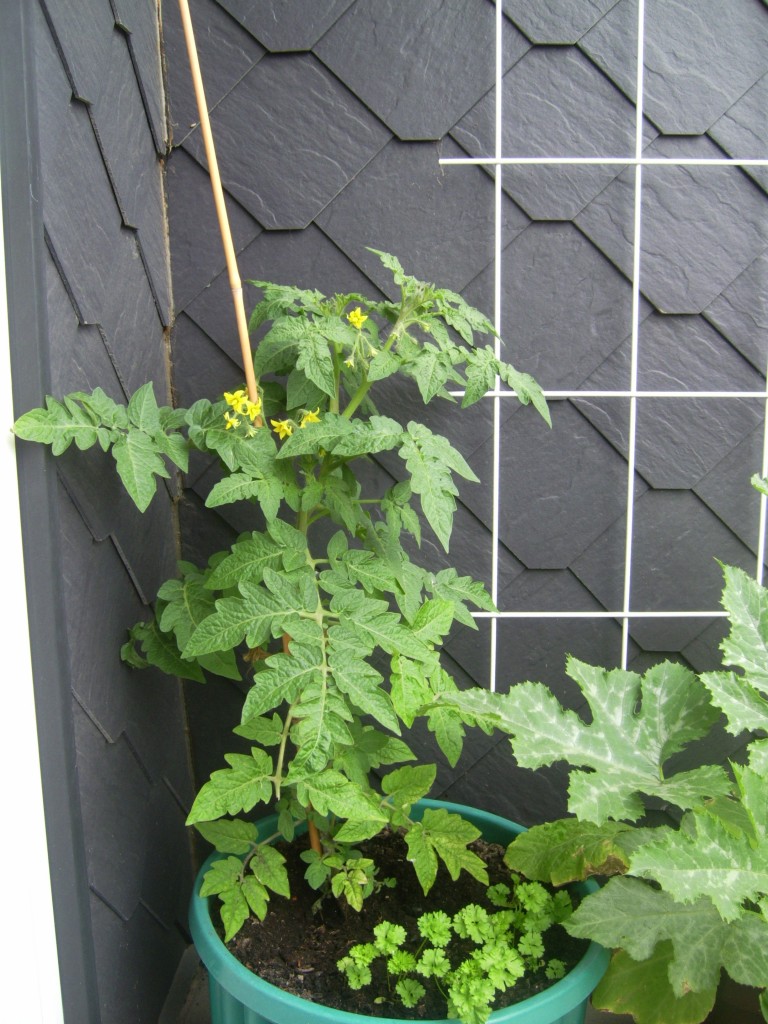 Balkontomate Balkontomate