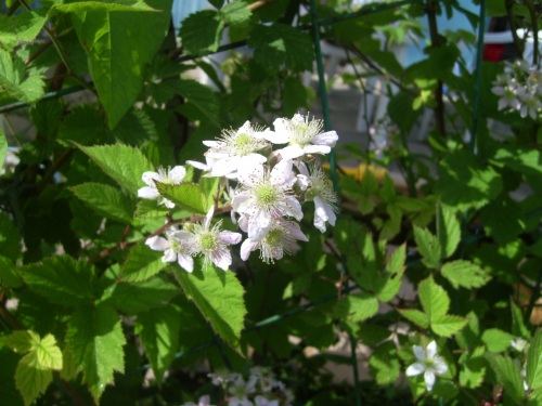 Brombeere Brombeerblüte