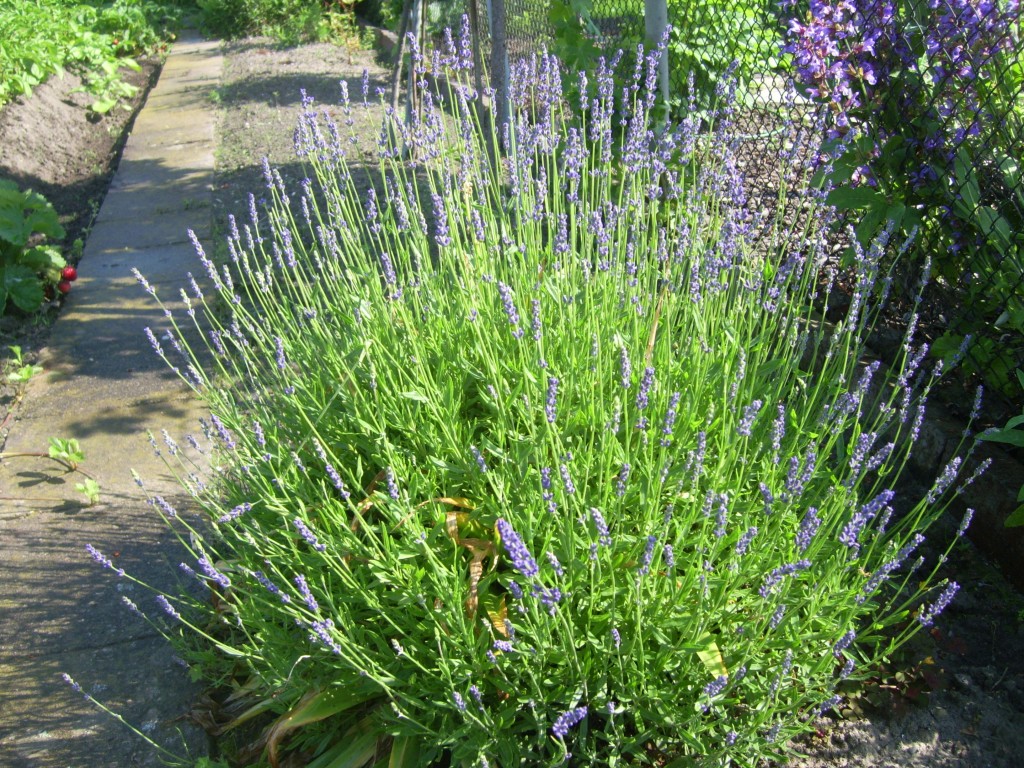 Lavendel Lavendel