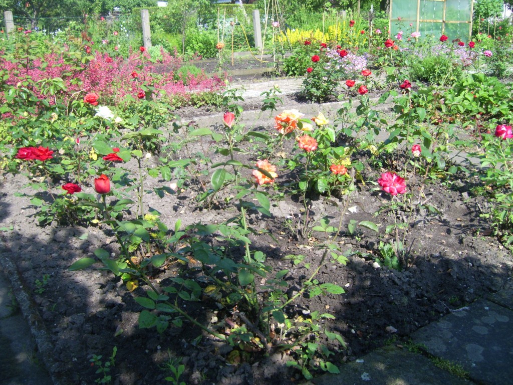 Rosenbeete Rosenbeete