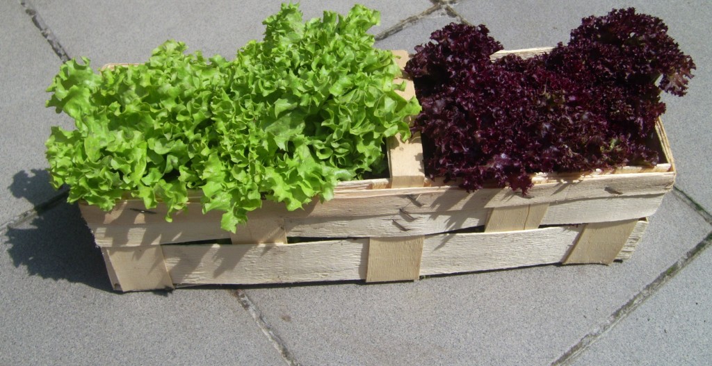 Pflücksalat aus dem Garten Pflücksalat aus dem Garten