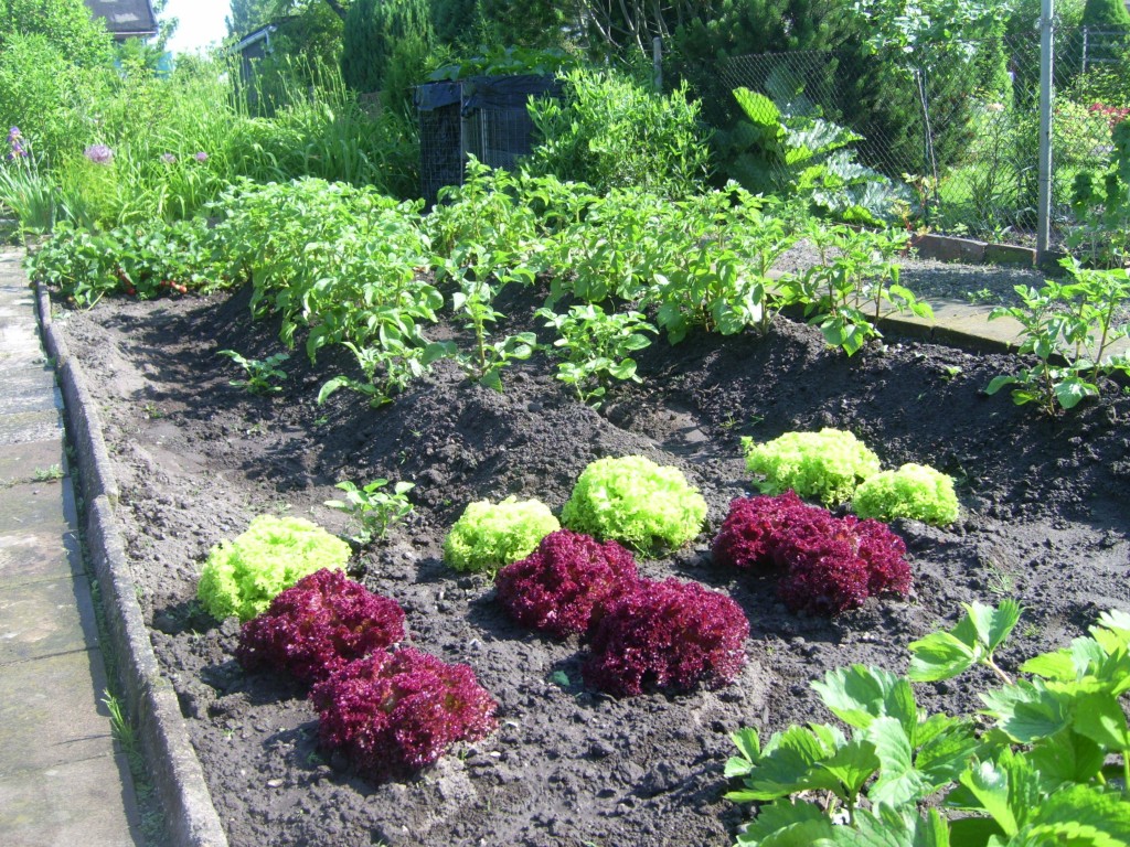 Gemüsebeet Salat und Kartoffeln