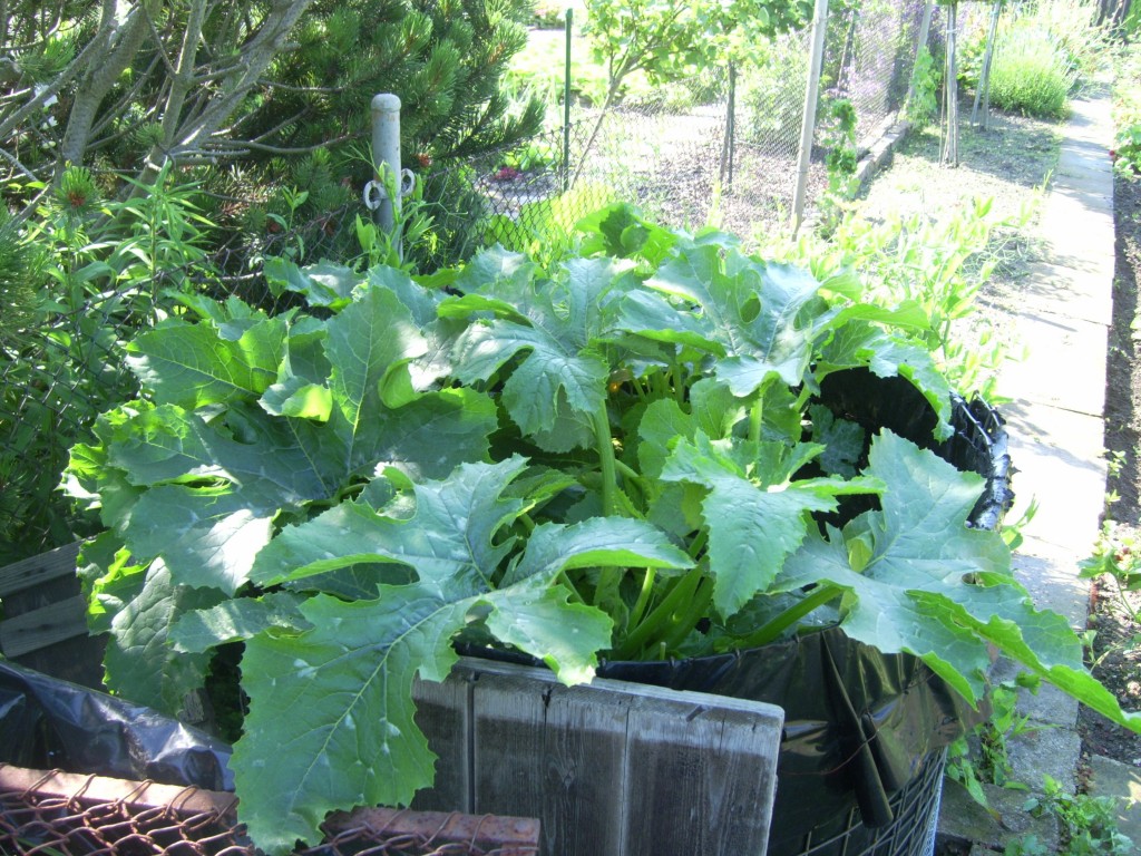 Zucchini im Hochbeet