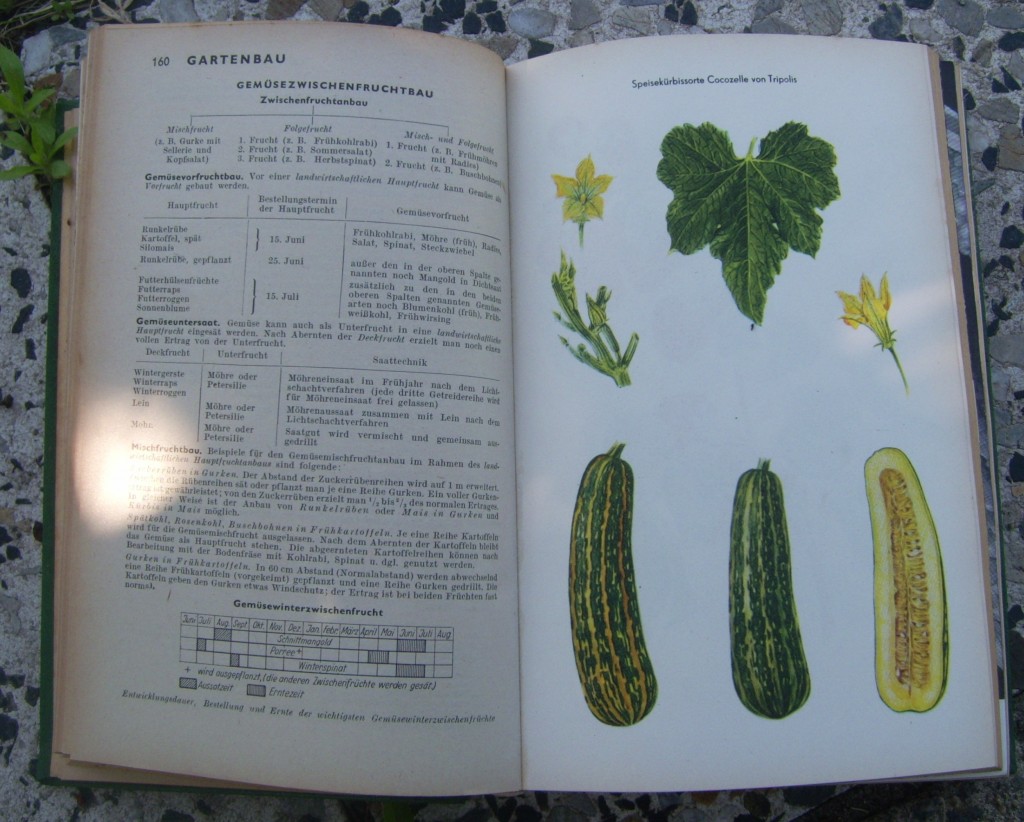 alte Zucchinisorte alte Zucchinisorte