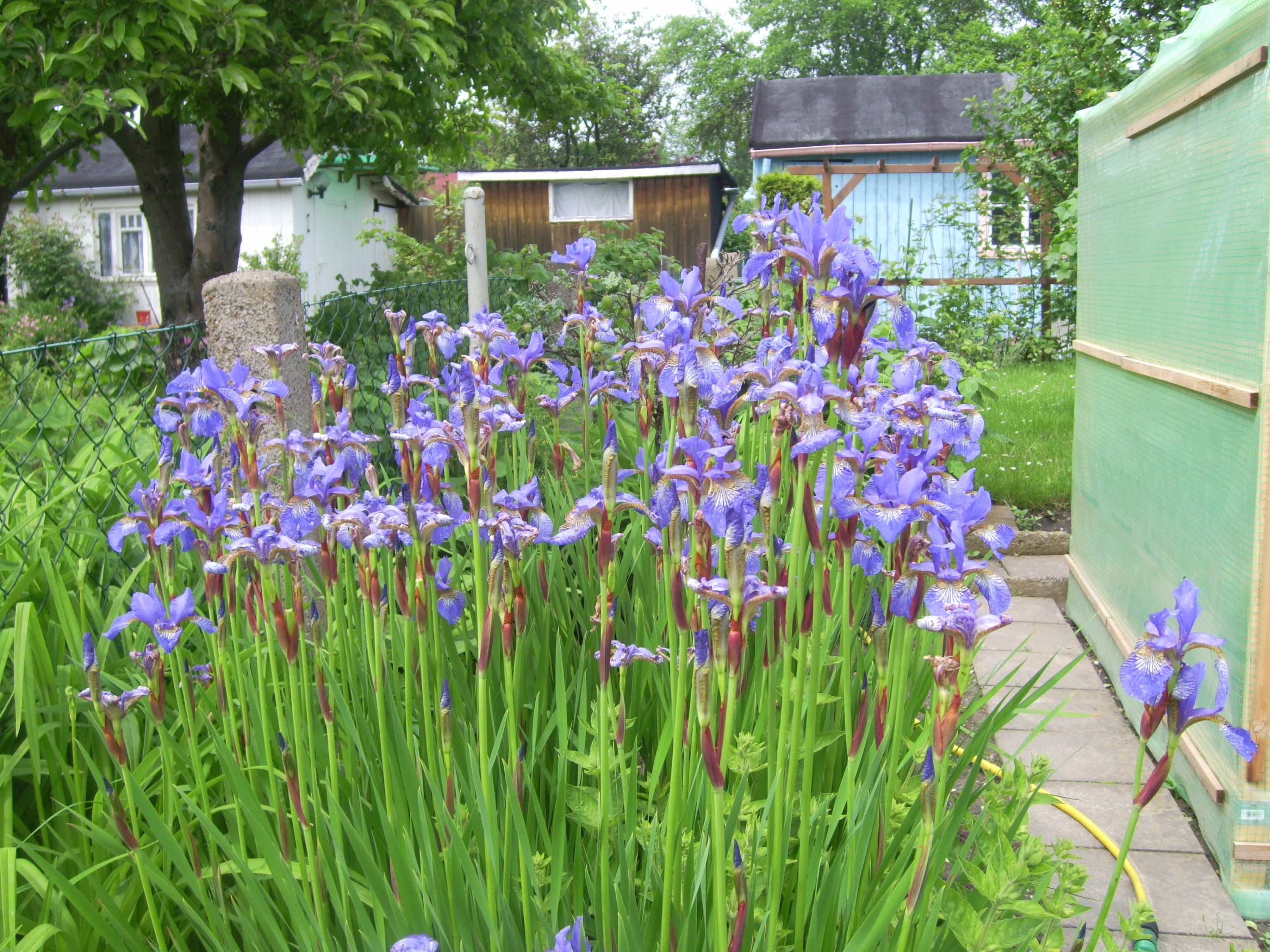 blaue Iris