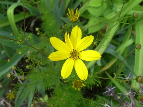 eine gelbe Blume eine gelbe Blume
