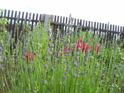 Lavendel Lavendel