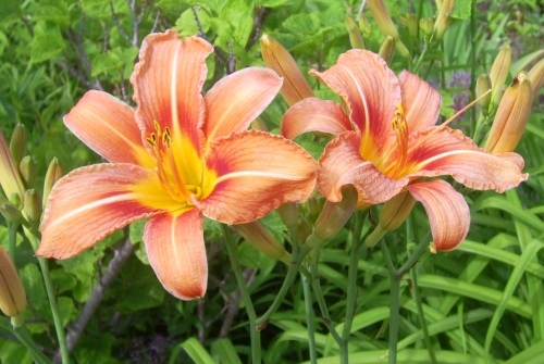 noch mehr Lilien Lilien