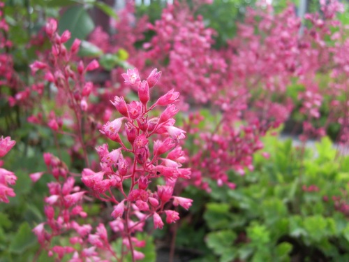 kleine rosa Blüten kleine rosa Blüten