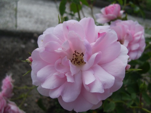 noch eine Rose rose