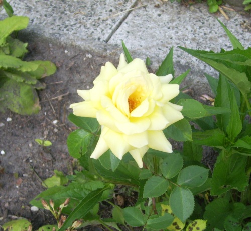 gelbe Rose gelbe Rose