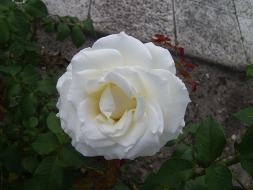 Weiße Rose weiße Rose
