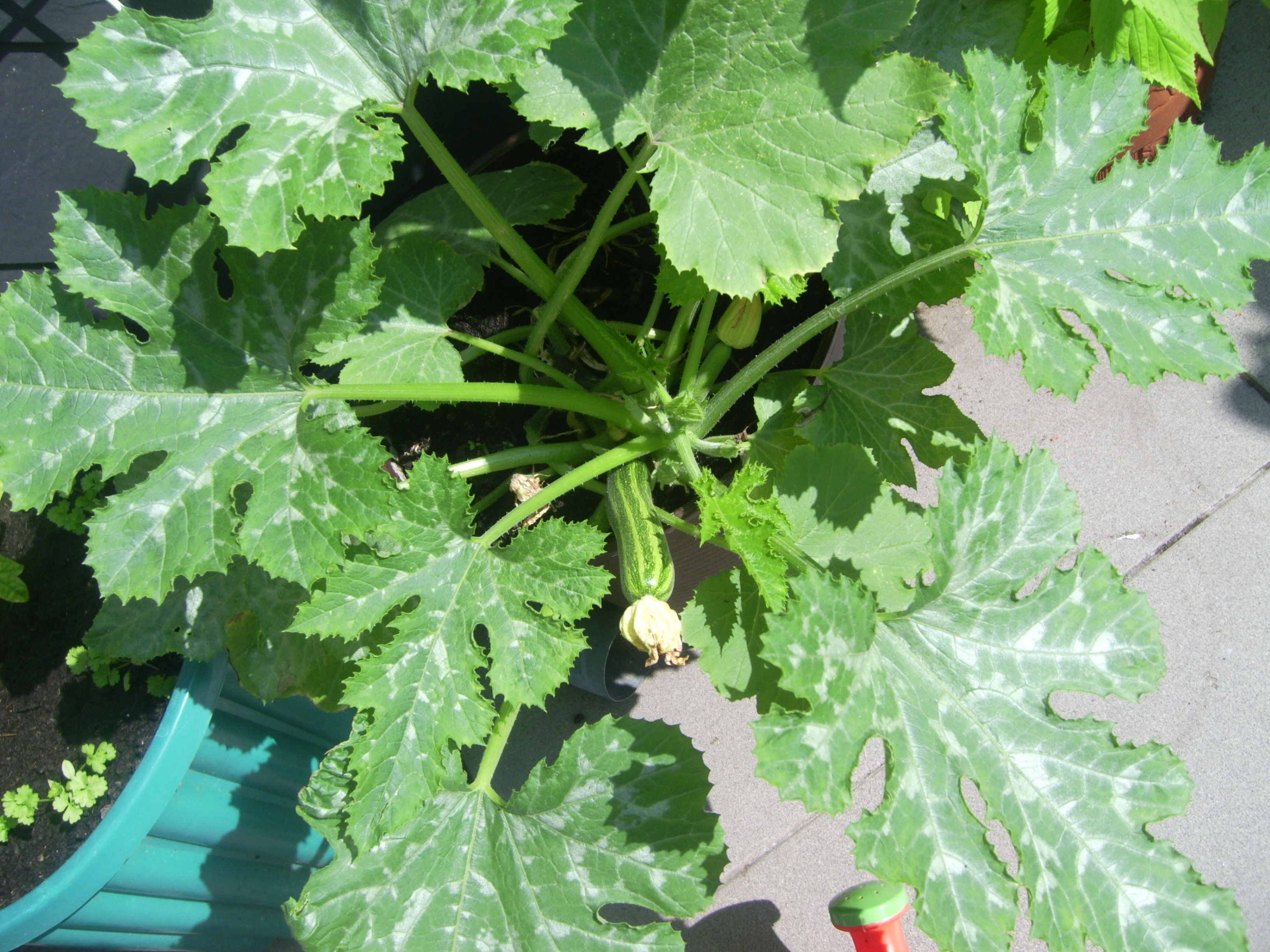 Zucchini auf dem Balkon