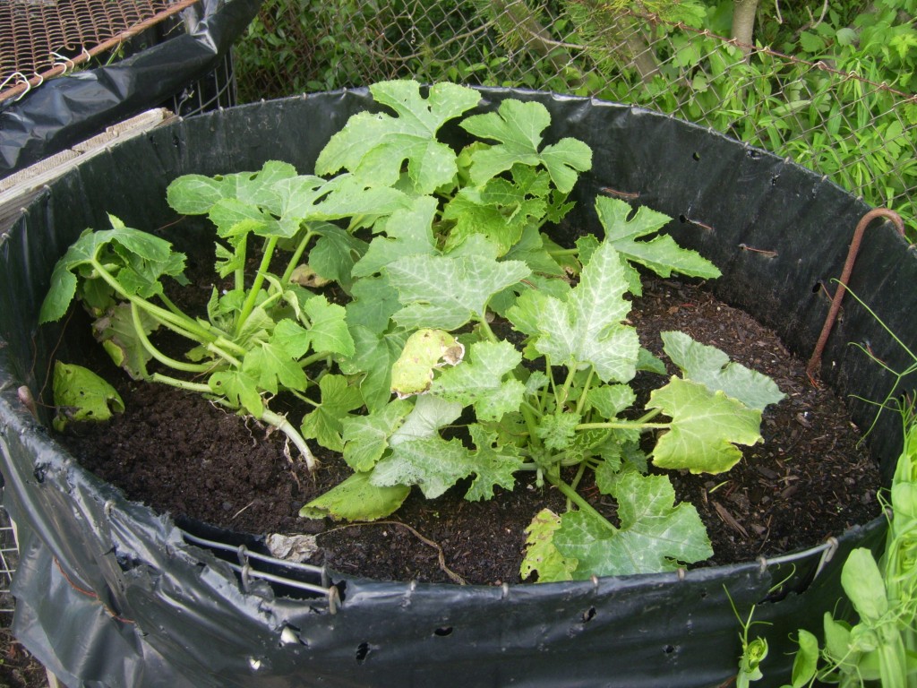 Zucchini im Garten Zucchini im Garten