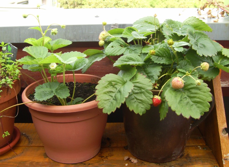 Erdbeeren